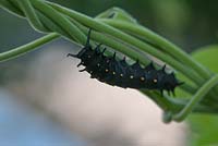 Battus philenor - Pipevine Swallowtail Caterpillar 