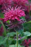 Monarda 'Panorama' - Bergamot