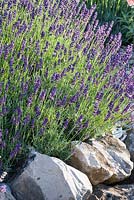 Lavandula angustifolia 'Imperial Gem' growing over limestone boulders