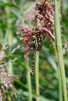 Dragonfly on Miscanthus sinensis 'Zwergelephant' - Knoll Gardens 