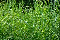 Miscanthus sinensis 'Strictus' - Knoll Gardens 