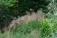 Miscanthus sinensis 'Roland' - Knoll Gardens 