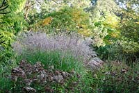 Miscanthus sinensis 'Stapehill' - Knoll Gardens 