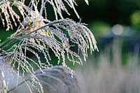 Miscanthus sinensis 'Roland' - Knoll Gardens 