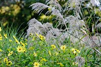 Miscanthus sinensis 'Roland' - Knoll Gardens 