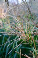 Miscanthus sinensis 'Hermann Mussel' - Knoll Gardens 