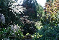 Miscanthus sinensis 'Silberturm' - Knoll Gardens 