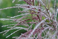 Miscanthus sinensis - Knoll Gardens 