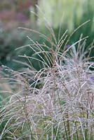 Miscanthus sinensis - Knoll Gardens