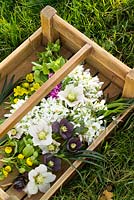 Trug of picked winter flowers including hellebores, snowdrops, winter aconites and cyclamen