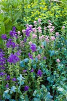 The flowers of Cerinthe major 'Purpurascens', Salvia viridis and Euphorbia oblongata being supported with netting