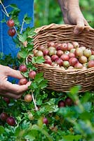 Harvesting Ribes 'Hinnonmaki Red' in a basket