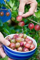 Harvesting Ribes 'Hinnonmaki Red'