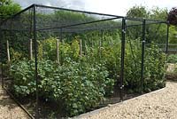 Fruit cage covered with nylon netting - Bays Farm NGS, Forward Green, Suffolk