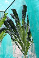 Brassica oleracea 'Nero De Toscana' - Organic black kale protected under netting from cabbage white butterflies