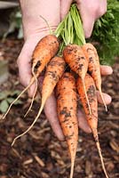 Daucus carota 'Autumn King' - A gardener holding a bunch of organic carrots