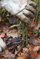 Cutting back Verbena bonariensis to ground level in autumn. The crowns should then be protected from frosts with mulch