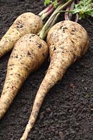 Pastinaca sativa 'Gladiator F1' - Three freshly harvested parsnips