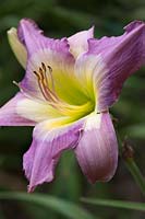 Hemerocallis 'Swallowtail Kite' - Daylily