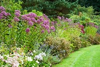 Border on woodland edge of the garden, planted with purples, pinks and whites - Potentilla, Eupatorium maculatum Atropurpureum group and Perovskia 'Blue Spire' - Rhodds Farm, Kington, Herefordshire, UK
