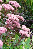 Sedum 'Matrona' - Rhodds Farm, Kington, Herefordshire, UK