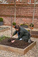 Planting Apple 'Spartan' in raised bed 
