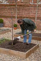 Step by step for planting Apple 'Spartan' in raised bed