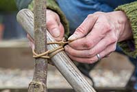 Tying in newly planted Plum 'Victoria' 
