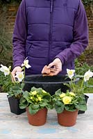 Planting a container for Mother's Day gift of White Helleborus and Double flowered Yellow Primula