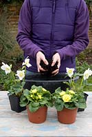 Planting a container for Mother's Day gift of White Helleborus and Double flowered Yellow Primula