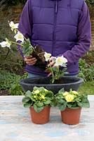 Planting a container for Mother's Day gift of White Helleborus and Double flowered Yellow Primula