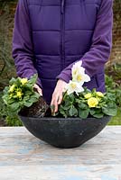 Planting a container for Mother's Day gift of White Helleborus and Double flowered Yellow Primula 
