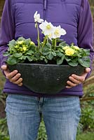 Newly planted container for Mother's Day gift of White Helleborus and Double flowered Yellow Primula
