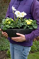 Newly planted container for Mother's Day gift of White Helleborus and Double flowered Yellow Primula 
