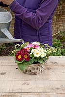 Planting a Mother's Day gift of Mixed single flowered Primula and variegated Hedera