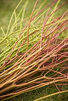 Harvested stems of Cornus sanguinea 'Midwinter Fire' and Cornus flaviramea