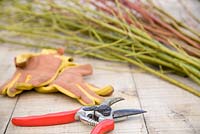 Harvested stems of Cornus sanguinea 'Midwinter Fire' and Cornus flaviramea