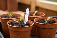 Step by Step pricking out of Dahlia 'Bishop's Children' to plastic containers