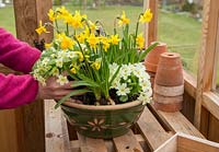 Step by Step container for Primula vulgaris and Narcissus 'Tete-a-tete'