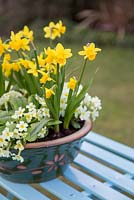 Step by Step container for Primula vulgaris and Narcissus 'Tete-a-tete'