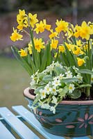 Step by Step container for Primula vulgaris and Narcissus 'Tete-a-tete'