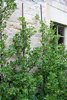 Gooseberries trained against wall