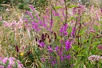 Deschampsia cespitosa 'Goldschleier', Eupatorium maculatum 'Atropurpureum', Lythrum salicaria 'Blush', Lythrum virgatum 'Dropmore Purple', Persicaria amplexicaule 'Black Field', Sanguisorba menziesii, Veronicastrum virginicum 'Album'