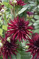 Dahlia 'Chat Noir'