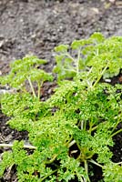 Petroselinum crispum - Curly Parsley overwintered in a polytunnel, Wales