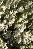 Erica carnea 'Cecilia M Beale'
