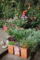 Sedum collection in square pots, Dahlia 'Andre's Orange', Ilex crenata, Anthemis cupaniana, Erigeron karvinskianus, pots of Pelargoniums - Gosselin Road