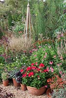 Pots with Pelargoniums 'Foxy', 'Capricorn', 'Vancouver'. Aeonium 'Zwartkop', Helenium 'Bell Bar', Deschampsia cespitosa, Sedum 'Red Cauli', Nicotiana mutabilis, Persicaria amplexicaulis 'Rosea' - Gosselin Road