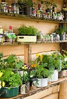 Shelves of recycled kitchen utensils used for growing plants and labelled jars used for seed storage in garden shed - 'George's Marvellous Garden' -  Malvern Spring Show 2012