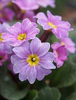 Primula vulgaris 'Glengarriff' - Kennedy Irish Primrose